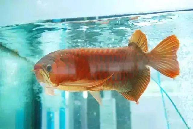 四种方法 教你调节鱼缸水质 新水 影响 田螺