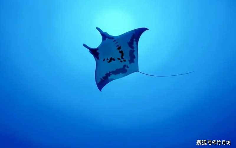 卵在雌性体内发育并孵化出仔鱼,大约13个月后,小蝠鲼会直接从母体中产