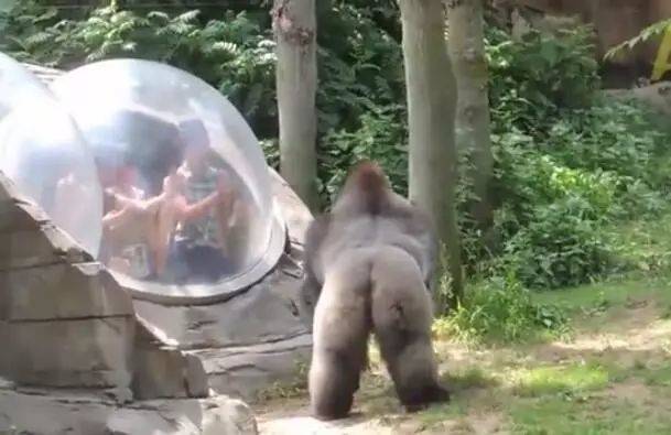 游客近距离接触黑猩猩，隔着玻璃挑逗它，被下一秒动作吓坏了