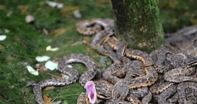 世界唯一生存单一品种毒蛇蛇岛 隐藏20000条剧毒蛇 喝水靠人工.