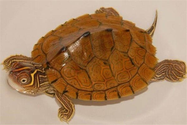 原创地球上10大乌龟牟氏龟濒临灭绝枯叶龟肉食动物你养过吗