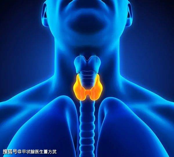 人体内分泌腺分布图图片