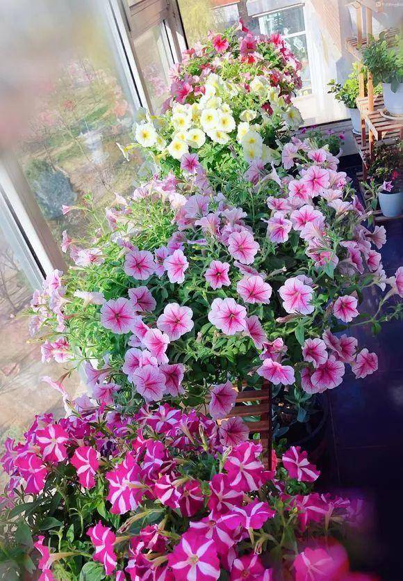 这花被称为 花坛皇后 长势极快 花量超多 从春一直开到秋 开花 花盆 叶子