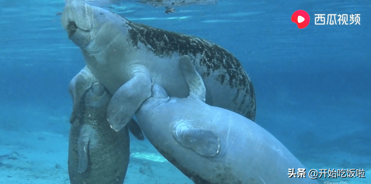 原创西瓜视频为你解答哺乳动物在水下是怎么喝奶的