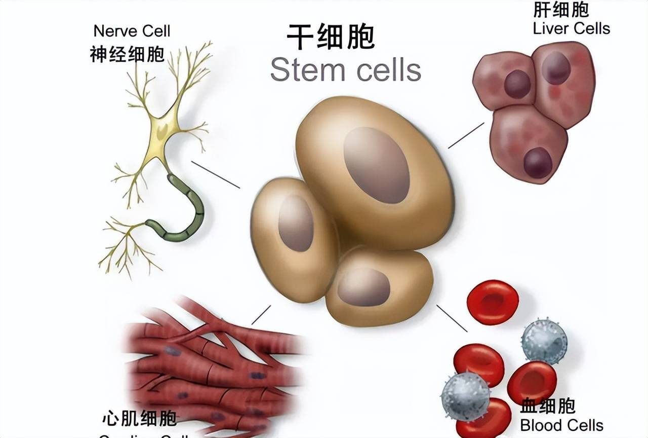 就可以利用这个动物胚胎加上干细胞来为我们培育出一个新的肾脏,等到