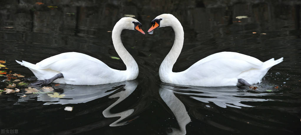 爱情充满了向往两只白天鹅的唯美画面大家都见过下面这副图吧它会守在
