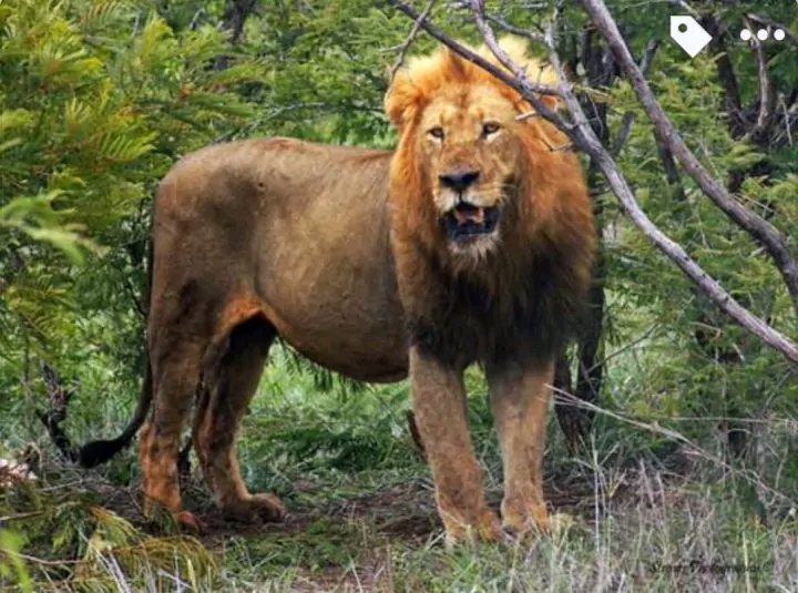 原创体型壮硕的熊男大采花的好哥们