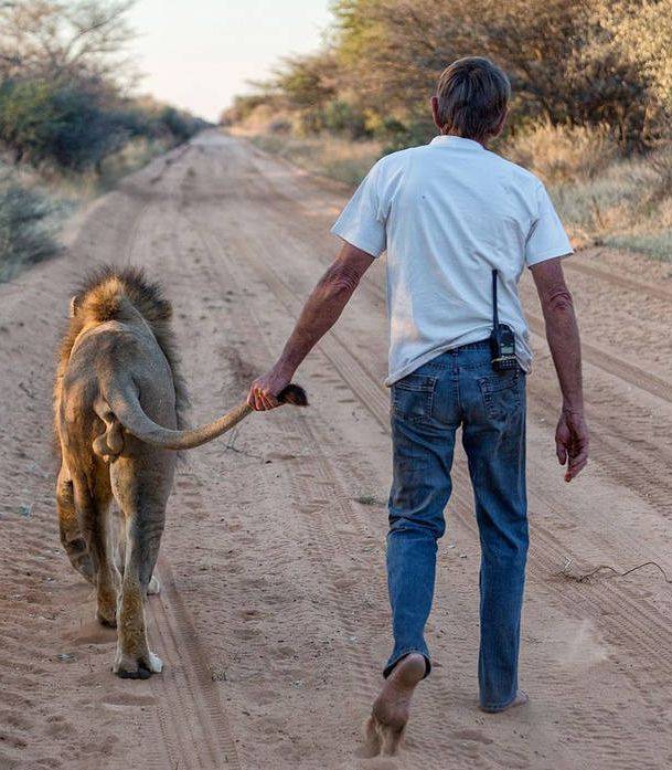 原创大叔饲养狮子为宠物拉其尾巴同散步霸气侧漏拉风十足