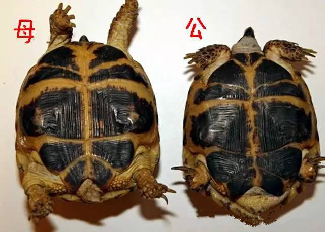 四爪陆龟图片图片