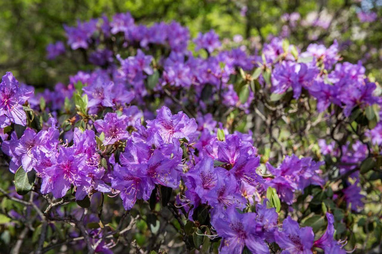 河南尧山海拔1700米的秀雅杜鹃盛开