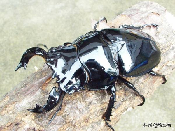 世界上最硬的甲虫图片