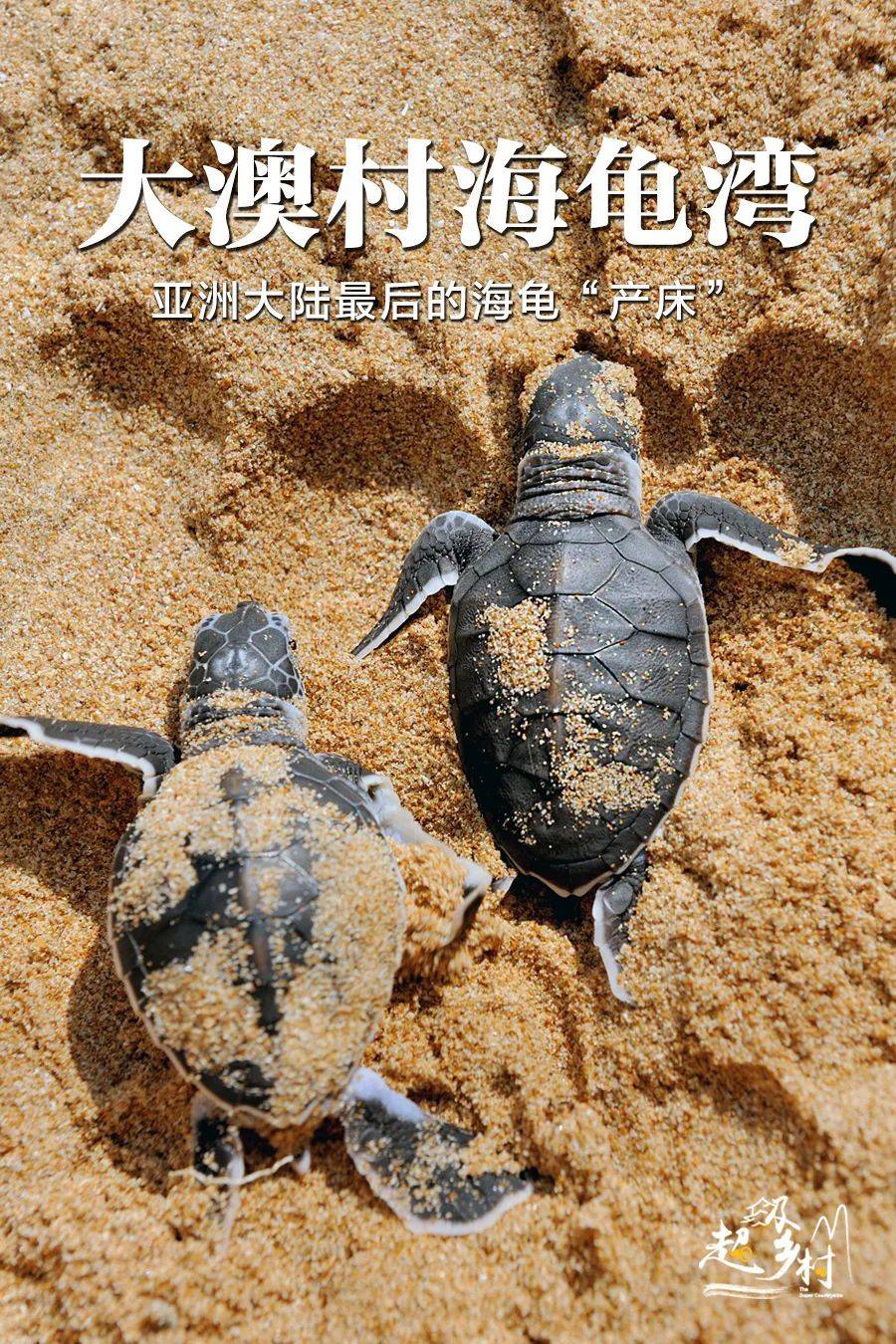 你见过海龟产卵吗?