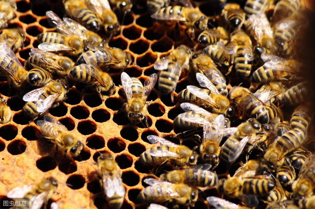 原创原来蜜蜂不是那么的无私被自私基因驱使的蜜蜂们