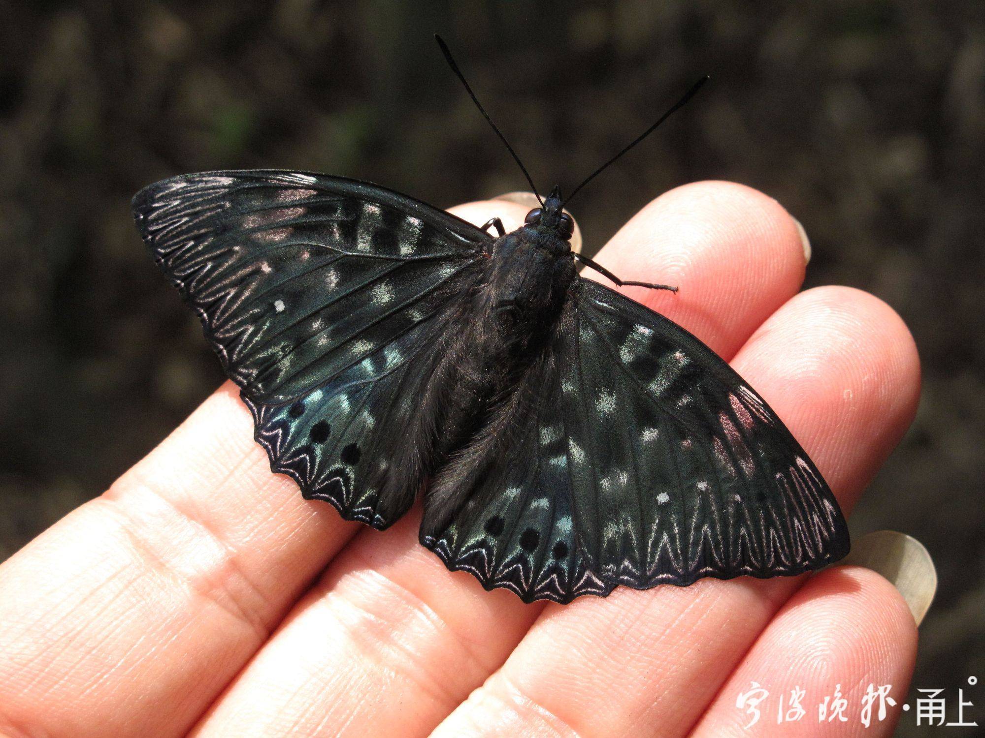 越热飞得越欢 宁波已发现的蝴蝶种类覆盖11科215种 怎么区分蝴蝶种类看这里 林海伦 凤蝶 幼虫