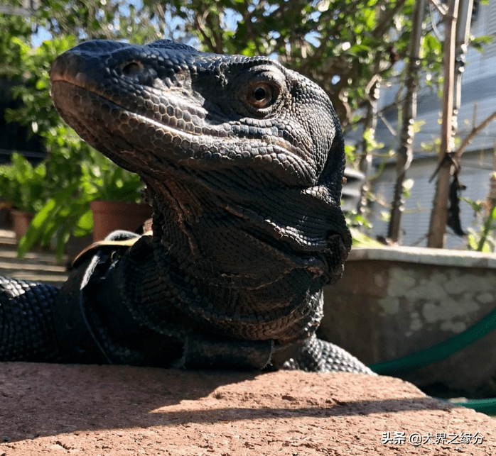 25kg黑色巨蜥喜欢撒娇讨抱但是它喜欢的食物让人无法接受