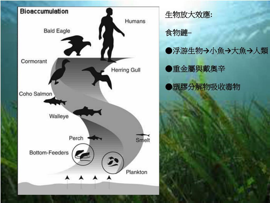 原創生物的富集作用究竟隱藏了多少未知玉米中或能提煉出黃金