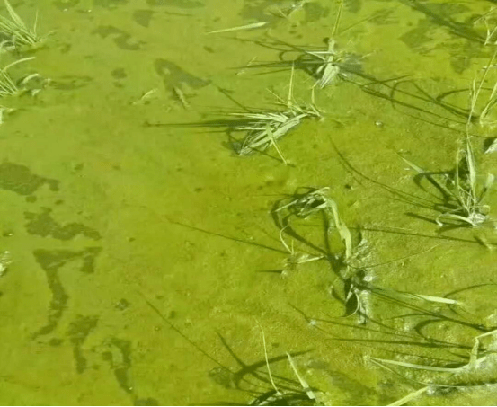 水稻田水綿青苔的危害及防治技術