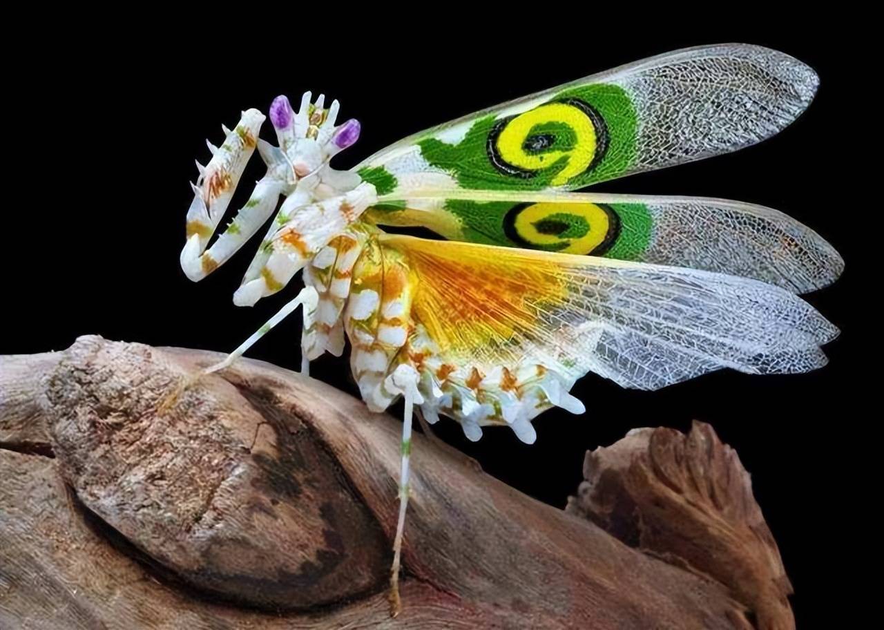 螳螂的别名是什么古代图片