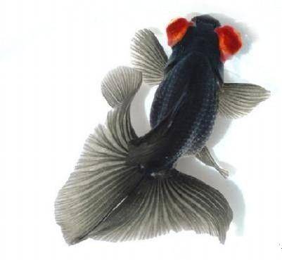 金鱼的体色是如何形成的 色素 反光 细胞