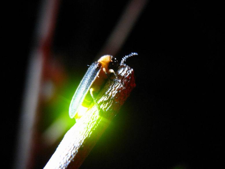 萤火虫为什么会发光呢?