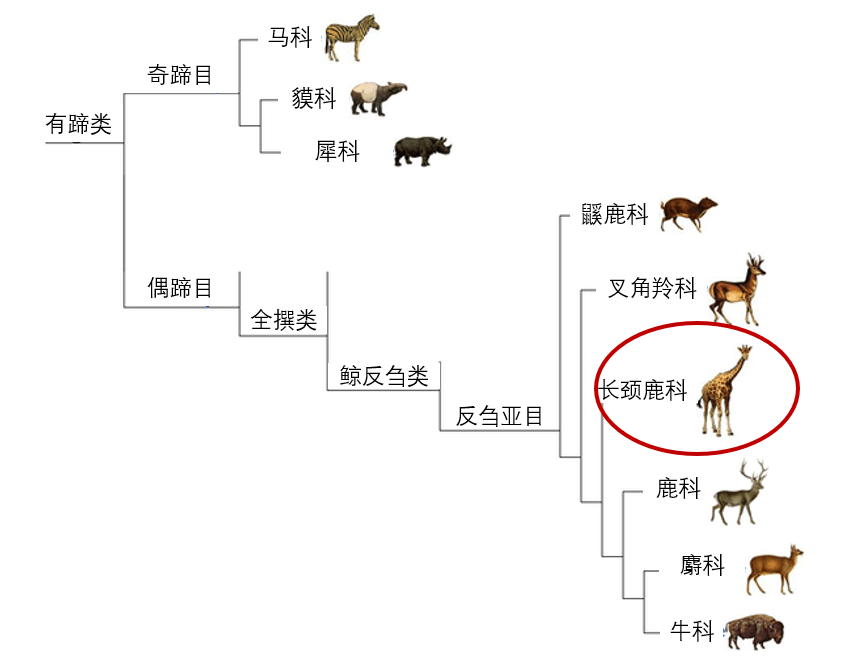 鹿,是对偶蹄目,鹿科动物的统称.