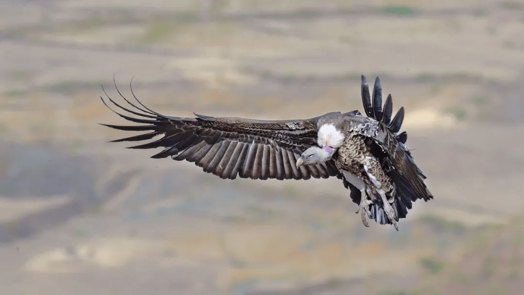 top5 世界上飞得最高的鸟,有些每年都能飞越珠穆朗玛峰_兀鹫_大天鹅