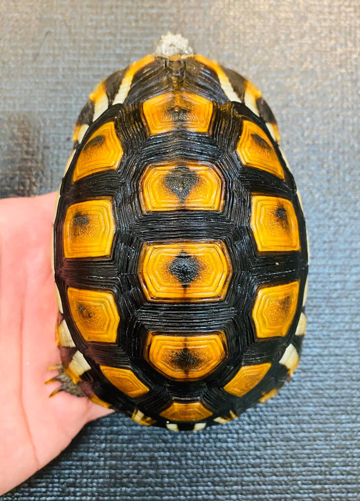 原创挺身材龟南非挺身材角陆龟一只爱战斗的陆龟