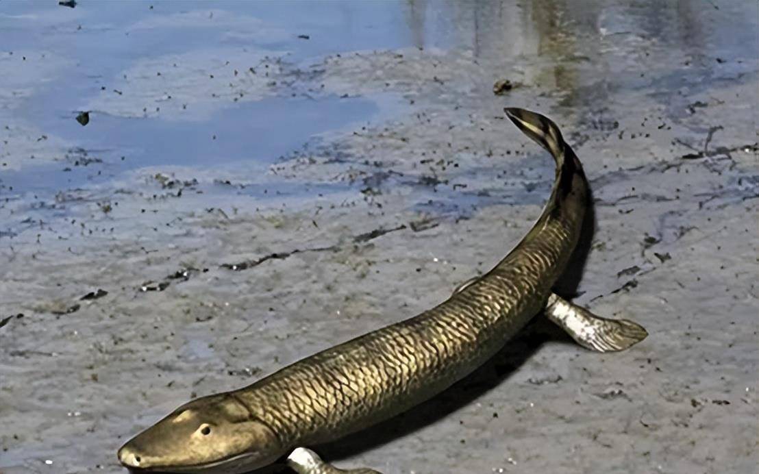 当第一批两栖动物出现后,它们又迅速演化,变成了多个物种,其中青蛙和