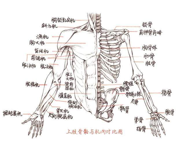人体的基本构件图片