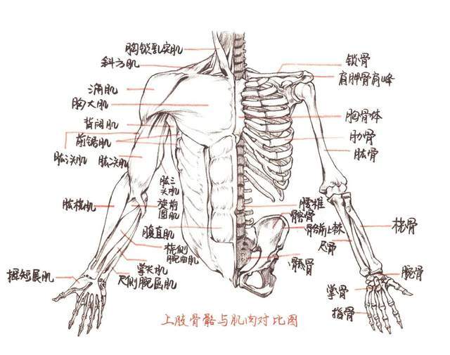 考研速寫入門基礎骨骼肌肉人體各姿勢的比例