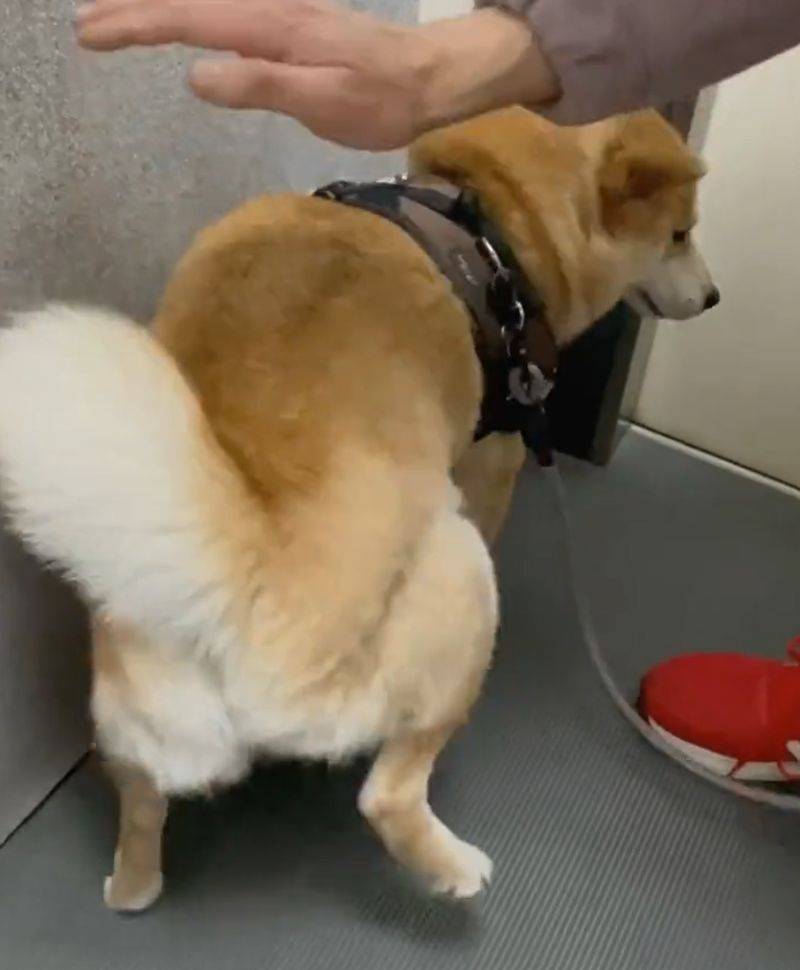 摇摆柴犬上线拍屁屁启动跳舞模式