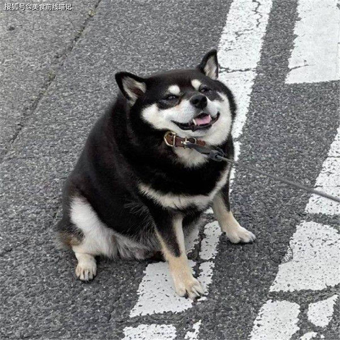 柴犬还会遵守交通规则 原来它只是不想回家而已 Taro 主人 减速