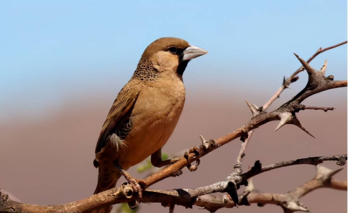 非洲一地出现百年鸟巢，重达一吨还能悬挂树上，至今无人敢靠近