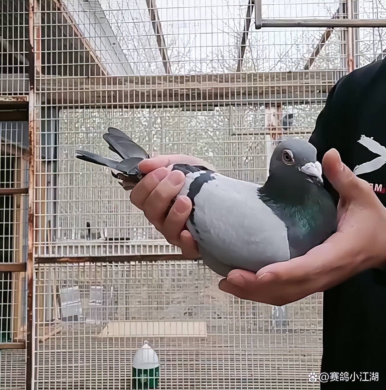 原创长城鸽业最新引进2022年伊苏丹全国24532羽冠军