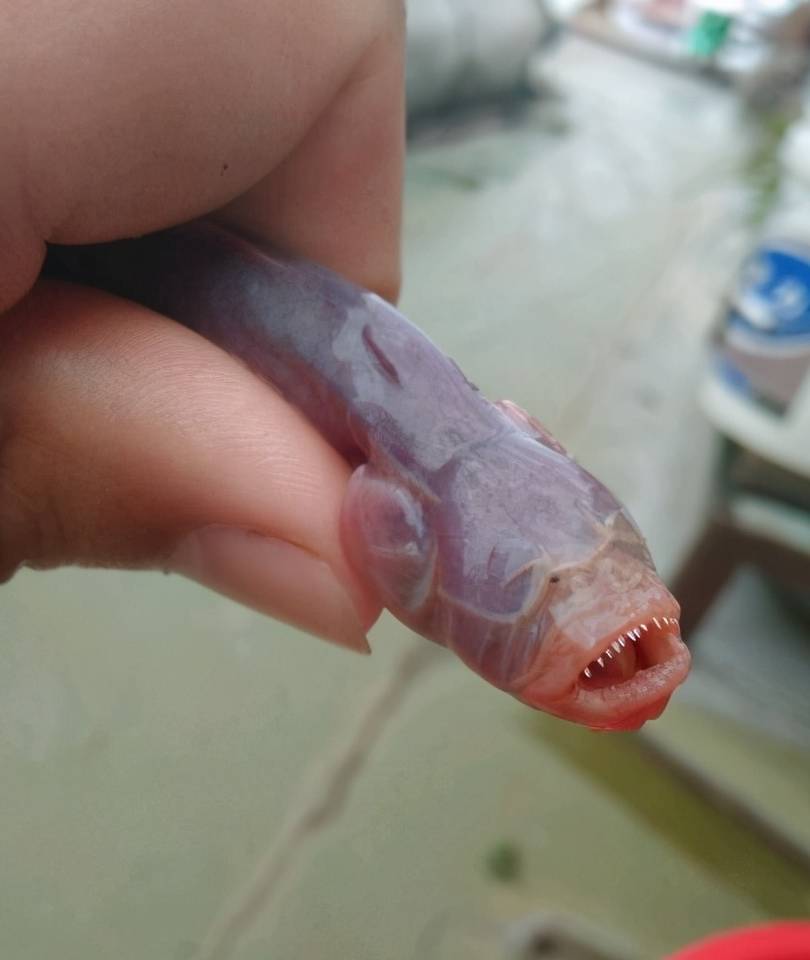 入侵巢湖的"狼牙鱼",一度泛滥,咬残湖鱼,如今怎么样了?