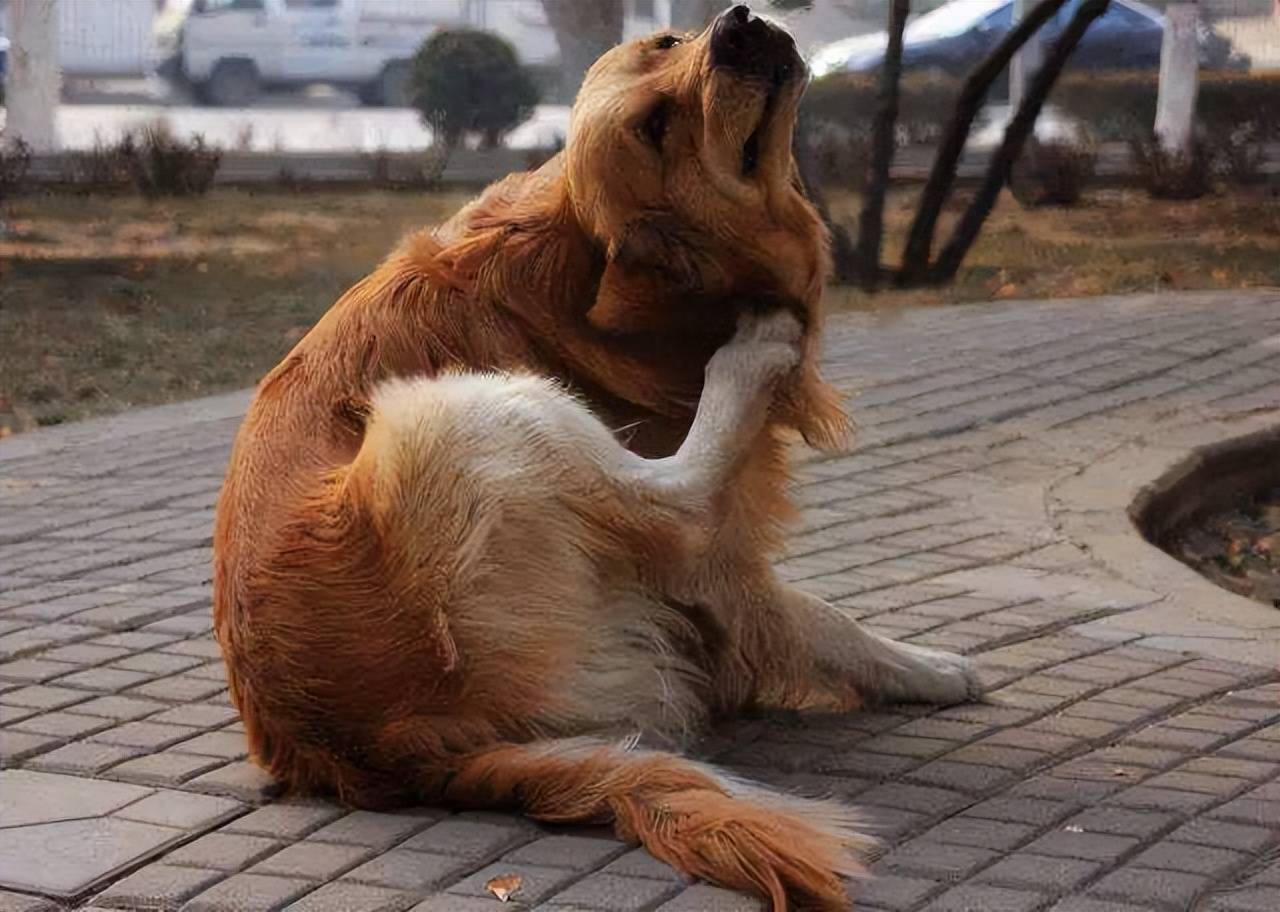 原创狗狗身体有虫的几种情况你家狗有吗