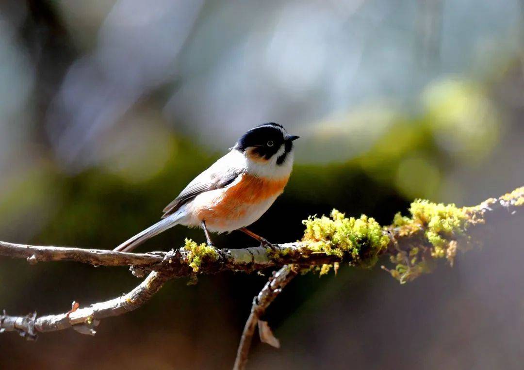 在鸟的灵动里感受腾冲生态之美