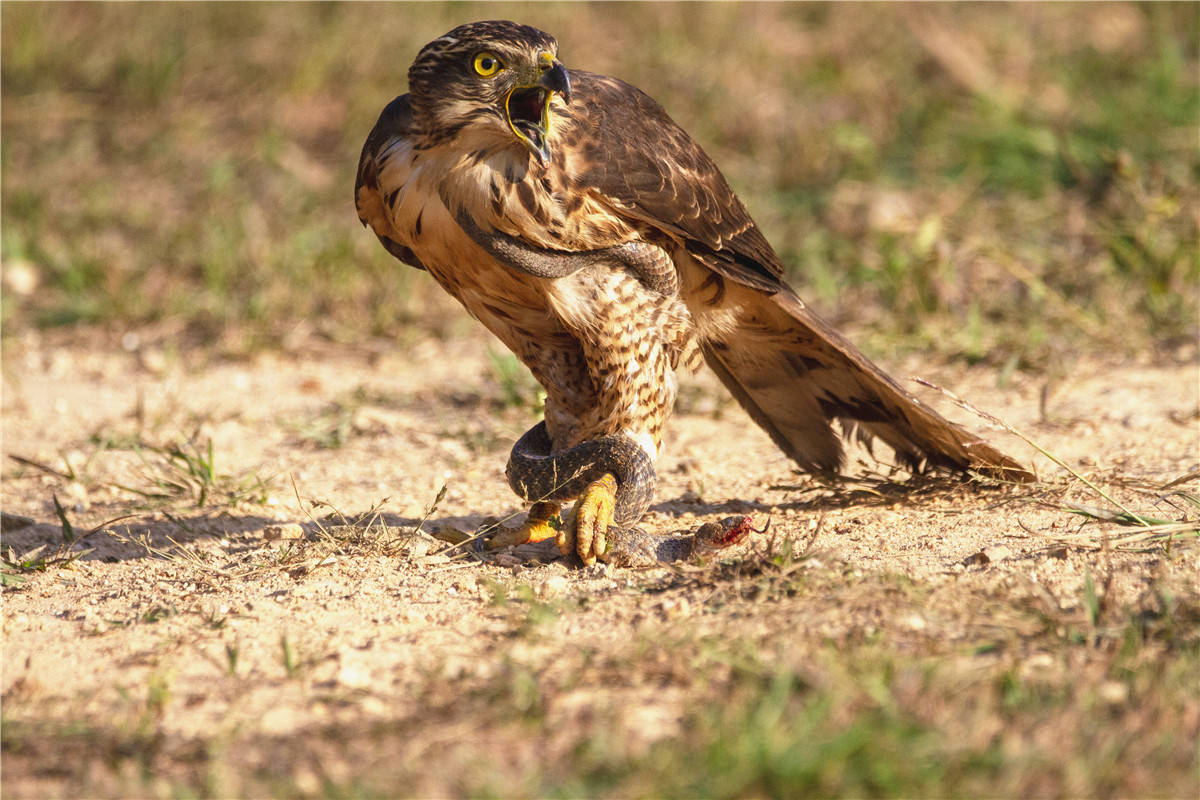 原创中国野生保护鸟类摄影专题作品欣赏01767凤头鹰