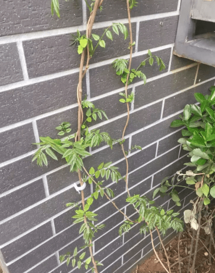 家中扦插紫藤花,这样做,开花繁密,气味芬芳!阳台变花海!