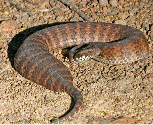 澳洲最毒的蛇之一南棘蛇,拥有令人无语的毒液,最快的攻击速度