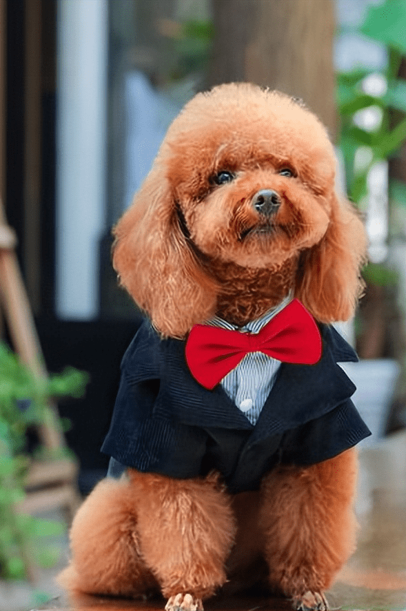 原创高颜值狗排行第一名碾压其他狗你觉得呢