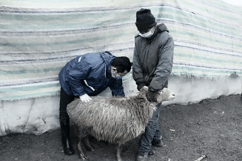 农村骟羊图片