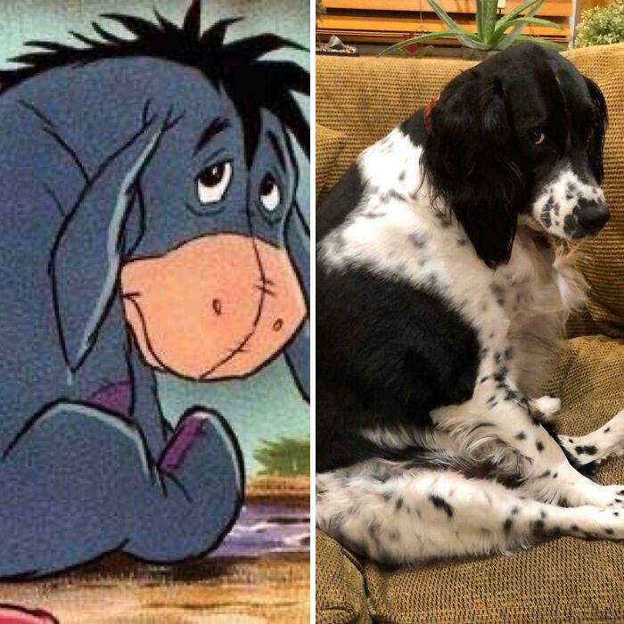 原创傻狗欢乐多这里收集那些傻里傻气的狗子看完被治愈了