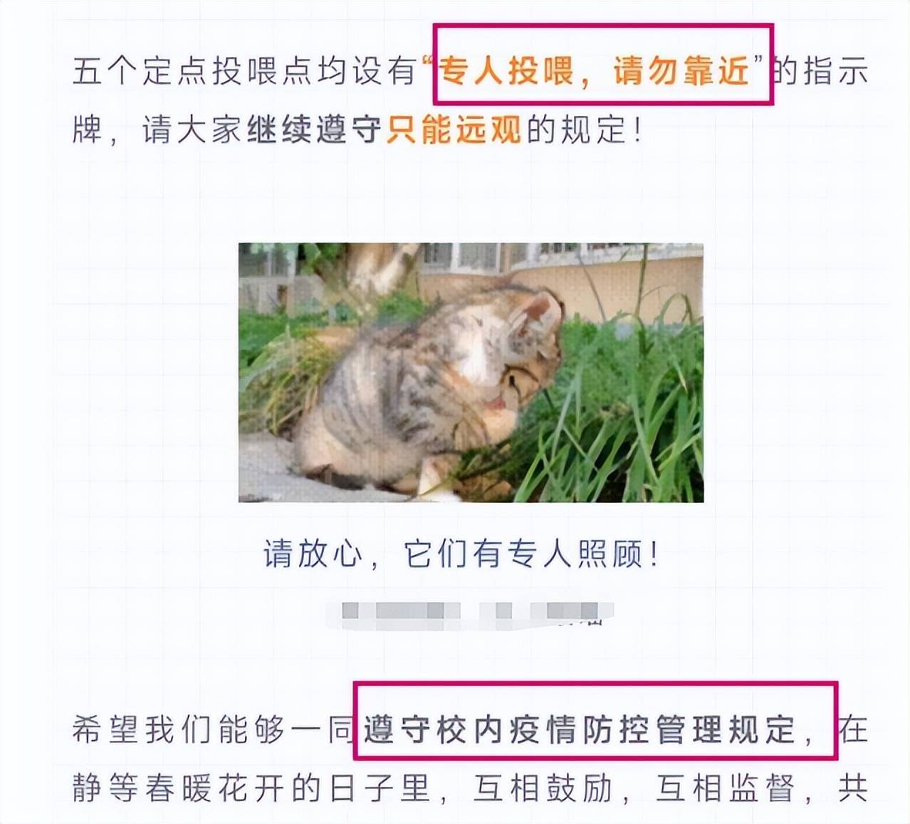 原创             上海交大博士逗猫被处分，爱猫人士懵了，校方回应是“顶风作案”