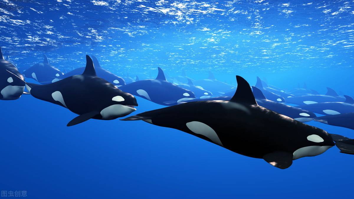 大白鲨不是海中霸主 它的天敌是虎鲸才是海中霸主 鲨鱼 人类 因为