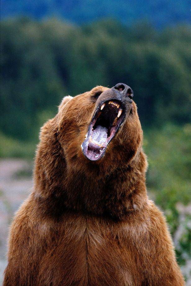 世界上最大的熊科动物图片