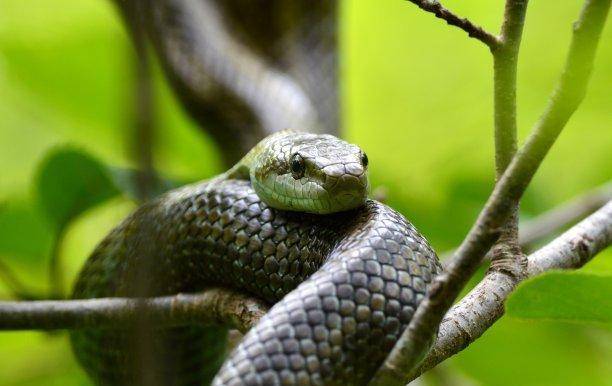 曼巴_速度_响尾蛇