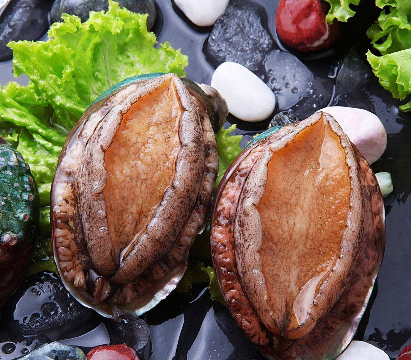 吃鲍鱼之前我们来了解鲍鱼的那些事挺有意思的