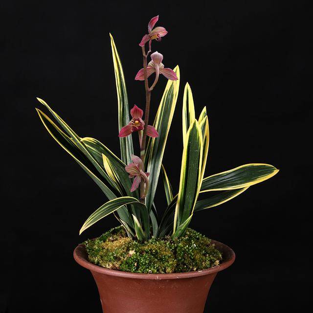 墨兰矮种"红神荷",花色鲜红,芬芳持久,叶艺精美,适合新手_兰花_花友