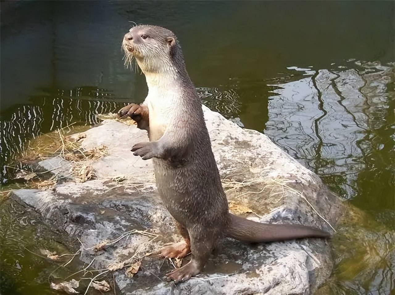 原创武夷山出现水猴子水猴子是真实存在的只不过不是传说中的水鬼而是
